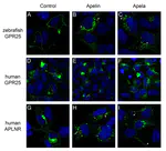 The orphan G protein-coupled receptor 25 (GPR25) is activated by Apelin and Apela in non-mammalian vertebrates