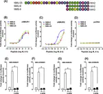 Characterization of neuromedin U (NMU), neuromedin S (NMS) and their receptors (NMUR1, NMUR2) in chickens