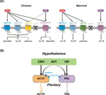 Arginine vasotocin (AVT)/mesotocin (MT) receptors in chickens: Evidence for the possible involvement of AVT-AVPR1 signaling in the regulation of oviposition and pituitary prolactin expression
