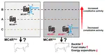 The Asp298Asn polymorphism of melanocortin‐4 receptor (MC4R) in pigs: evidence for its potential effects on MC4R constitutive activity and cell surface expression