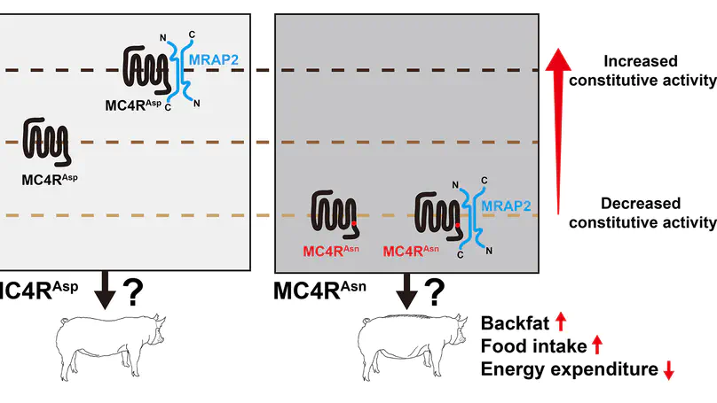 The Asp298Asn polymorphism of melanocortin‐4 receptor (MC4R) in pigs: evidence for its potential effects on MC4R constitutive activity and cell surface expression