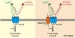 Melanocortin Receptor 4 (MC4R) Signaling System in Nile Tilapia
