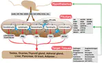 Single-Cell RNA Sequencing Analysis of Chicken Anterior Pituitary: A Bird’s-Eye View on Vertebrate Pituitary