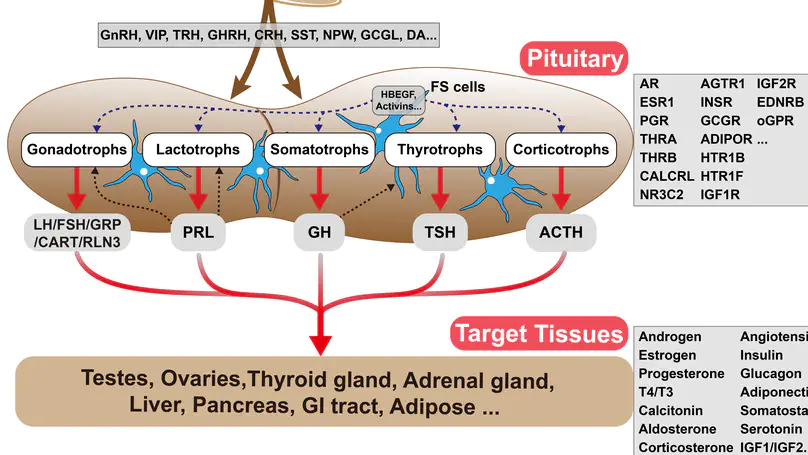 Single-Cell RNA Sequencing Analysis of Chicken Anterior Pituitary: A Bird’s-Eye View on Vertebrate Pituitary