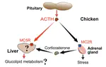 Characterization of the chicken melanocortin 5 receptor and its potential role in regulating hepatic glucolipid metabolism