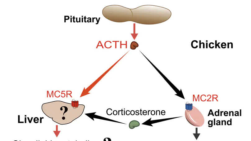 Characterization of the chicken melanocortin 5 receptor and its potential role in regulating hepatic glucolipid metabolism