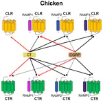 Functional Analysis and tissue-specific expression of calcitonin and CGRP with RAMP-modulated receptors CTR and CLR in chickens