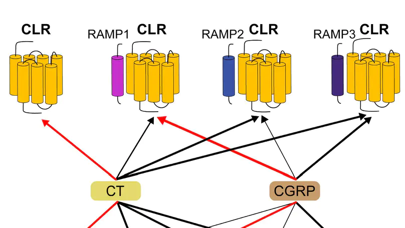 Functional Analysis and tissue-specific expression of calcitonin and CGRP with RAMP-modulated receptors CTR and CLR in chickens
