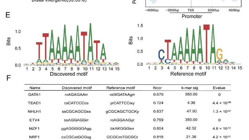 Genome-wide mapping of the binding sites of myocyte enhancer factor 2A in chicken primary myoblasts