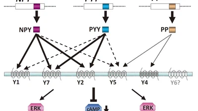 Molecular characterization of three NPY receptors (Y2, Y5 and Y7) in chickens: Gene structure, tissue expression, promoter identification, and functional analysis featured image