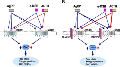 The interaction of MC3R and MC4R with MRAP2, ACTH, α-MSH and AgRP in chickens featured image