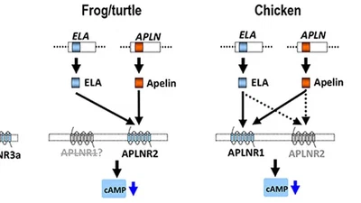 Characterization of the Apelin/Elabela Receptors (APLNR) in Chickens, Turtles, and Zebrafish: Identification of a Novel Apelin-Specific Receptor in Teleosts featured image