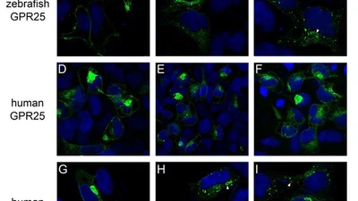 The orphan G protein-coupled receptor 25 (GPR25) is activated by Apelin and Apela in non-mammalian vertebrates featured image