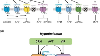 Arginine vasotocin (AVT)/mesotocin (MT) receptors in chickens: Evidence for the possible involvement of AVT-AVPR1 signaling in the regulation of oviposition and pituitary prolactin expression featured image