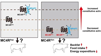 The Asp298Asn polymorphism of melanocortin‐4 receptor (MC4R) in pigs: evidence for its potential effects on MC4R constitutive activity and cell surface expression featured image