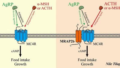 Melanocortin Receptor 4 (MC4R) Signaling System in Nile Tilapia featured image