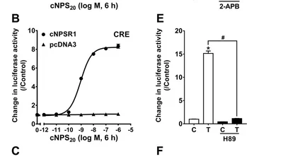 Neuropeptide S (NPS) and its receptor (NPSR1) in chickens: cloning, tissue expression, and functional analysis featured image