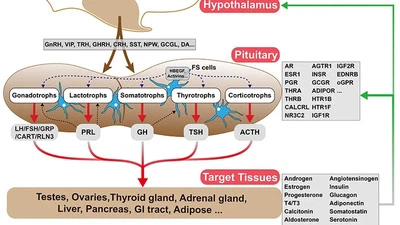 Single-Cell RNA Sequencing Analysis of Chicken Anterior Pituitary: A Bird’s-Eye View on Vertebrate Pituitary featured image