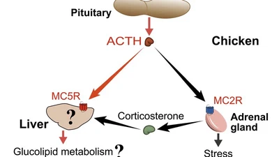 Characterization of the chicken melanocortin 5 receptor and its potential role in regulating hepatic glucolipid metabolism featured image