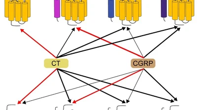 Functional Analysis and tissue-specific expression of calcitonin and CGRP with RAMP-modulated receptors CTR and CLR in chickens featured image