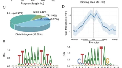 Genome-wide mapping of the binding sites of myocyte enhancer factor 2A in chicken primary myoblasts featured image