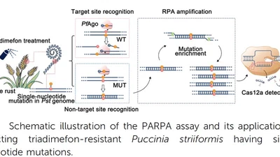 Pyrococcus furiosus Argonaute-Mediated Dual-Recognition Enables the Detection of Trace Single-nucleotide-Mutated Fungicide-resistant Fungal Pathogens featured image