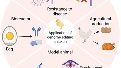 Genome Editing in the Chicken: From PGC-Mediated Germline Transmission to Advanced Applications featured image