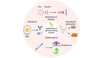 Genome Editing in the Chicken: From PGC-Mediated Germline Transmission to Advanced Applications featured image